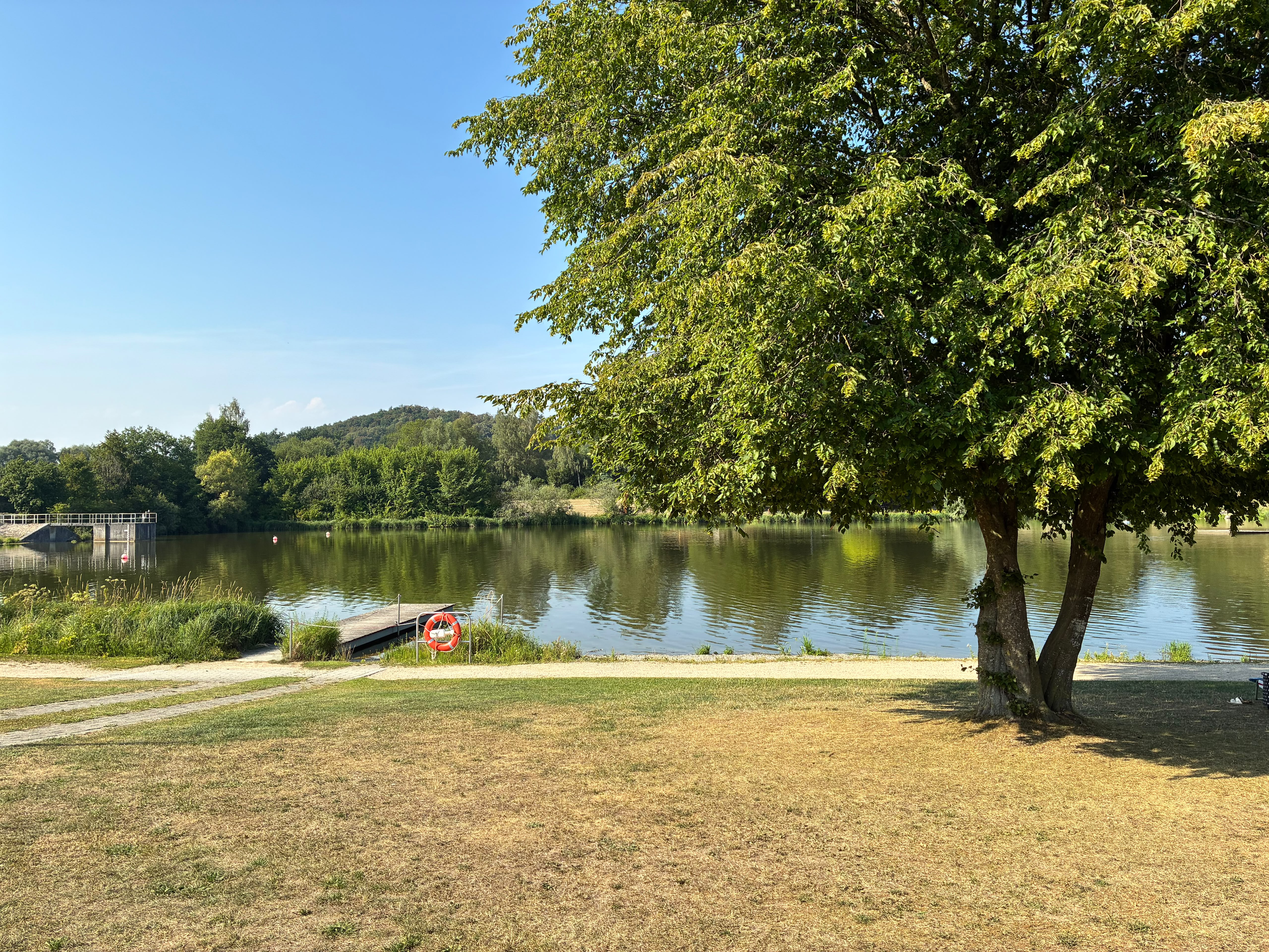 Liegewiese am Rothsee mit großem schattenspendendem Baum und einem Steg mit Rettungsring am Ufer.